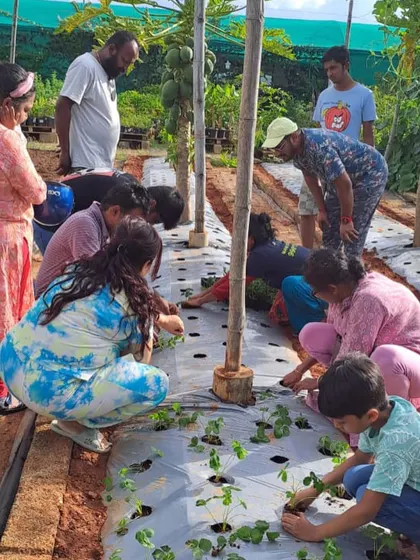 Many hands make light work. A diverse group of visitors helps us plant strawberry saplings in our vegetable patch, sharing in the joy of cultivating future harvests.