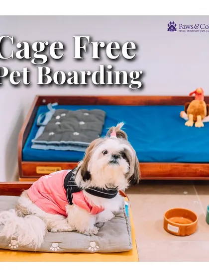 We believe in freedom and comfort, which is why our entire facility is cage-free. Every dog enjoys their own personal bed in a private or shared suite, ensuring they have a secure and cozy space to rest after a day of fun.