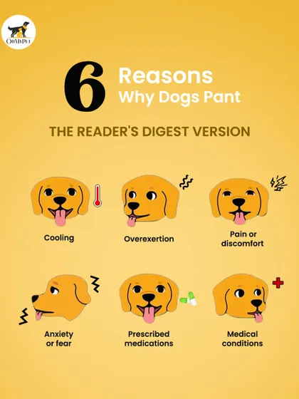 Dogs pant for many reasons besides cooling off. This quick guide explains other causes like overexertion, anxiety, or medical conditions, helping you better understand your dog's behavior.