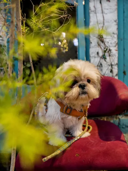 A peek-a-boo shot of our resident Shih Tzu, Tofu, sitting on a chair. He loves finding cozy spots.