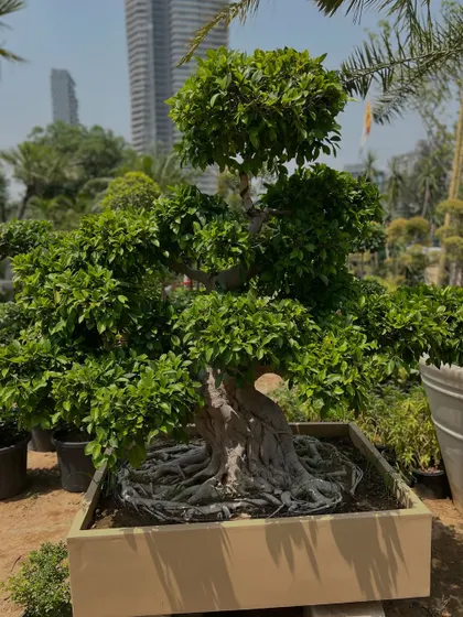 Look at the intricate root structure and the full, lush canopy of this Ficus bonsai. This is the result of years of patient cultivation. It comes in a large planter, ready to become the highlight of your garden.