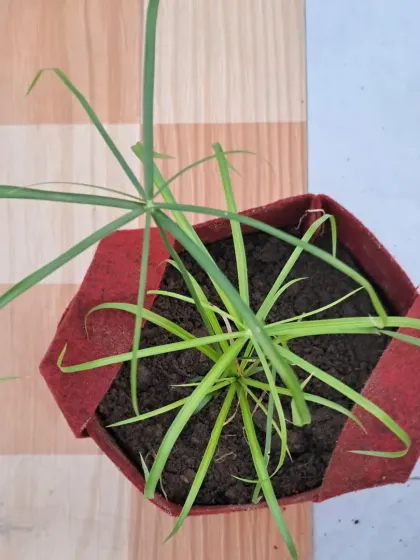 The Umbrella Palm is a unique-looking plant that loves water. It's a great choice for a bright spot in your home.