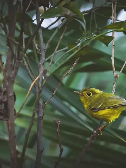 The Whistler's Warbler, one of the rarest warblers documented in Delhi NCR, spotted during an exploration of Asola Bhati Wildlife Sanctuary.