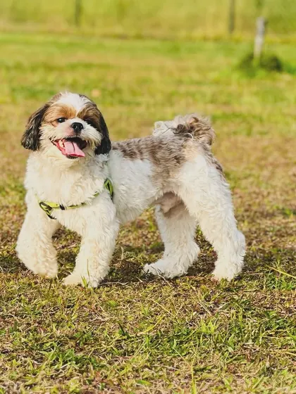 This fluffy Shih Tzu is all smiles and ready for a fun weekend at the camp.