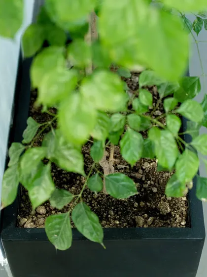 A top-down view of the Radermachera plant, showing its dense and healthy foliage. We always source the best quality plants for our projects to ensure they thrive.