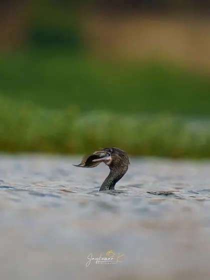 A Little Cormorant's head emerges from the water as it subdues its wriggling prey.