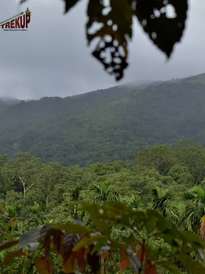 A view of the dense, misty forests of Kodachadri. The beauty of the journey is as important as the destination.