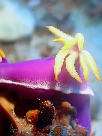 A beautiful purple nudibranch, Hypselodoris iacula. The colors you find underwater are simply breathtaking.