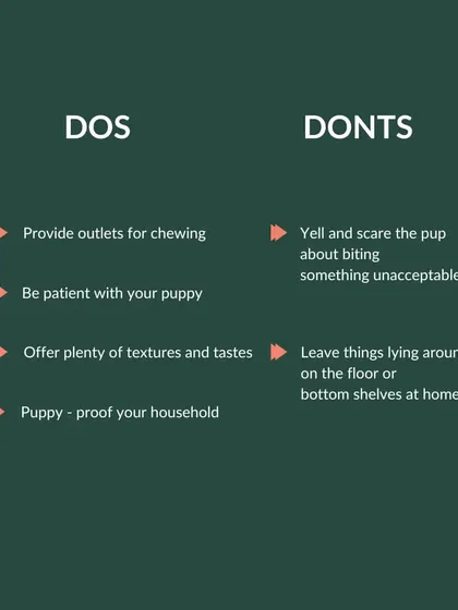 Here are the dos and don'ts of puppy teething. Do provide plenty of appropriate chew toys and puppy-proof your home. Don't yell or punish the puppy for a natural behavior; redirect them instead.