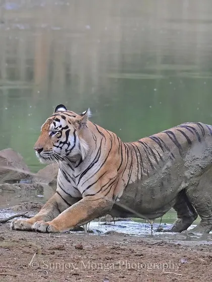 On a peak-summer day, this tiger rises from its afternoon slumber in a waterhole, its rear half glistening in ooze. After a stretch and a wash, it will be ready for action. Such encounters reveal the daily rhythms of survival in the Central Indian wilds.