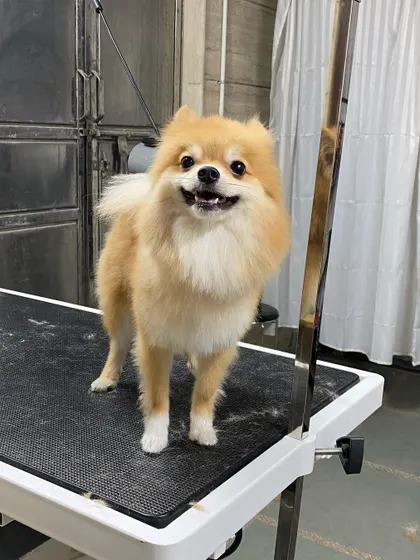 A full body shot showing off the neat paws and tidy outline of this happy Pom.