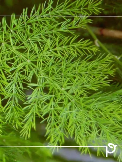 The delicate, pine-needle-like foliage of Shatavari (Asparagus racemosus). This underrated native plant is packed with medicinal qualities and its beautiful texture makes it a wonderful filler for hedges and garden beds.