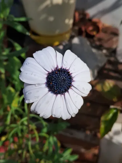 A Dimorphotheca in a garden setting.