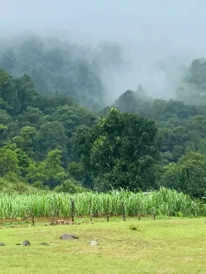 The view from the Kodachadri trail, with lush green fields bordered by mist-covered forests, showcasing the serene beauty of the Western Ghats.