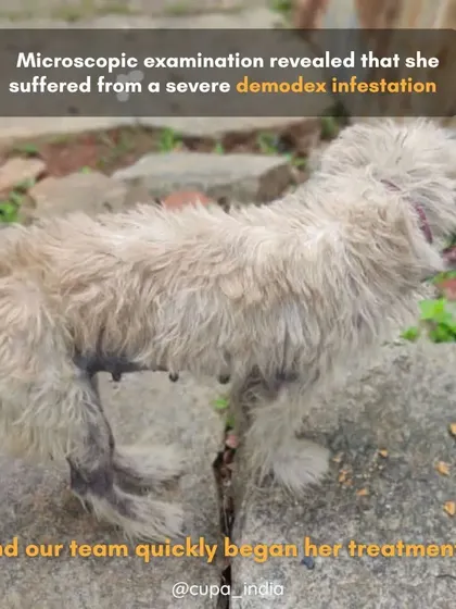 Microscopic examination revealed a severe demodex infestation. Our team immediately began a course of treatment to address the parasitic mites.