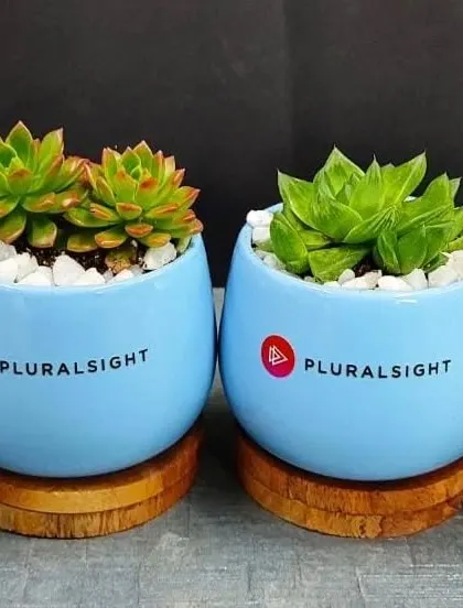 Two Echeveria succulents in matching blue branded pots. Succulents are a great low maintenance gift option for busy professionals.