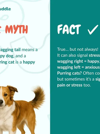 Myth: A wagging tail always means a happy dog. Fact: While often true, a tail wag can also signal stress or anxiety. Learning to read the full context of their body language is key.