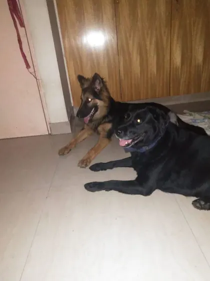 Vito making friends with a black lab.