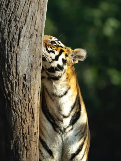 A tiger scent-marking a tree, an essential part of its communication. By rubbing its cheek glands, it leaves a unique chemical signature for other tigers. Capturing these behavioral moments is a key focus of my workshops.