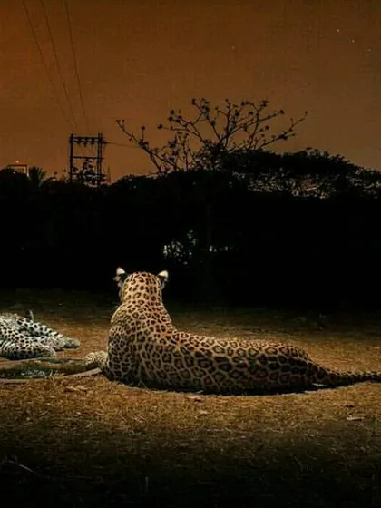 In this early photograph from my urban leopard project, Luna rests with her first cub. Documenting generations of these animals allows me to build a long-term visual narrative of their survival and adaptation in Mumbai.
