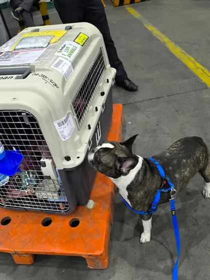 Bruno the French Bulldog confidently inspects his IATA-approved travel crate at the airport before his flight from Delhi to Canada. Our preparation ensures pets are familiar and comfortable with their travel environment, reducing anxiety on the day of the flight.