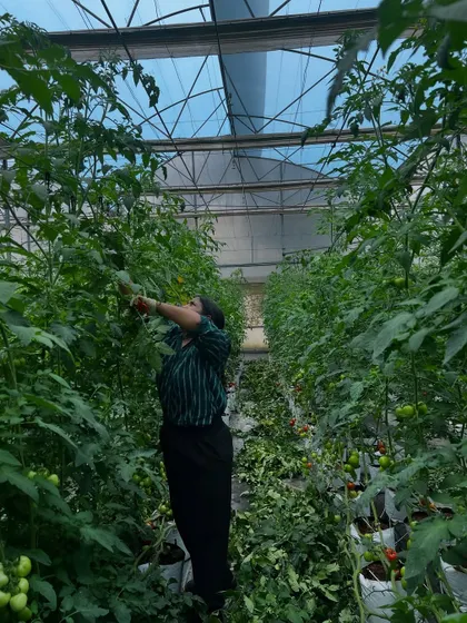 It's all hands on deck when the crops need attention. Here, a volunteer helps with pruning and maintenance in our tomato greenhouse, a vital part of our daily operations.