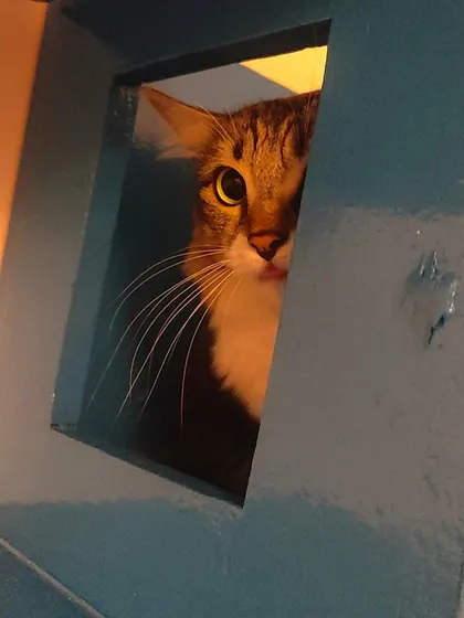 A little game of peek-a-boo. This curious cat is peeking out from a blue cubby hole, one of the many safe hideouts I provide.