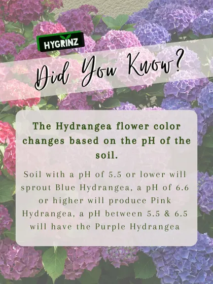 Did you know you can change the color of your Hydrangea flowers? This fun fact explains how the soil's pH level determines whether your blooms will be blue, pink, or purple.