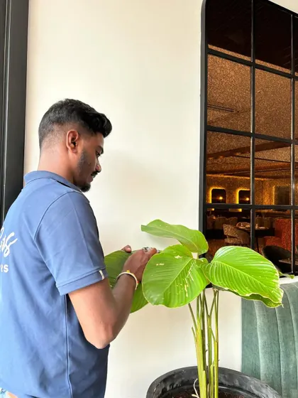 A team member polishing the leaves of a large plant. This simple act is part of my commitment to detailed care, ensuring every plant not only survives but thrives.