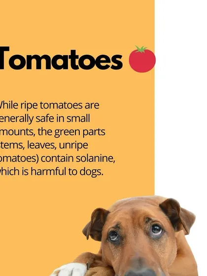 While ripe tomatoes are generally okay, the green parts of the plant, including stems, leaves, and unripe tomatoes, contain solanine, which is harmful to dogs.