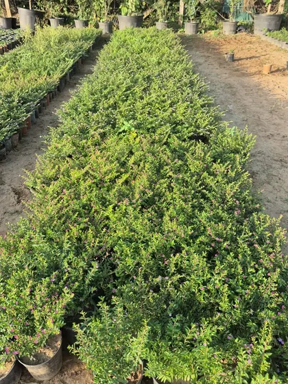 More rows of healthy saplings at our nursery. We are fully stocked to handle bulk supply requirements for landscapers, hotels, and large residential projects.