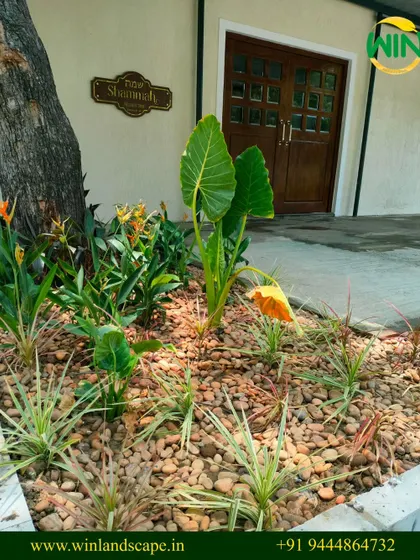 This is an example of our xeriscaping work, a perfect solution for Chennai's climate. We used decorative river rocks as ground cover and selected hardy, low-water plants to create a sustainable and attractive entrance garden that requires minimal upkeep.