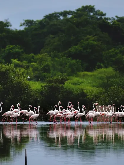 A flock of Greater Flamingos wades through the calm waters of a Navi Mumbai lake, their elegant forms reflected against a backdrop of lush mangroves. This image was part of a feature in Mid-Day newspaper to raise awareness about these vital urban ecosystems.