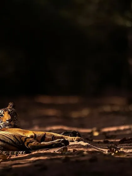 A tigress rests in a patch of sublime afternoon light in Bandhavgarh. Learning to use natural light and shadows is crucial for creating dramatic and artistic wildlife images.