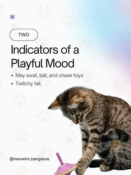 A twitchy tail and batting at toys are clear indicators of a playful mood. I provide plenty of toys to encourage this fun behavior.