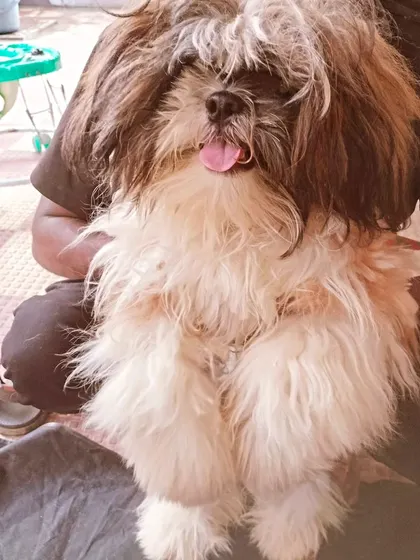 This is a typical 'before' picture. I often work with dogs that have long, overgrown fur, and I am ready to handle the challenge.