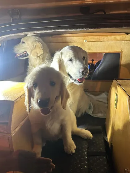 Getting a puppy comfortable with car travel is essential. These photos show Pepper learning to share space and relax during car rides with my dogs. Early and positive exposure to travel helps create a dog that is a great companion for all of life's adventures.