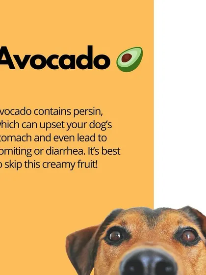 Avocado contains persin, a toxin that can cause vomiting and diarrhea in dogs. It's a creamy fruit that is best not to share.