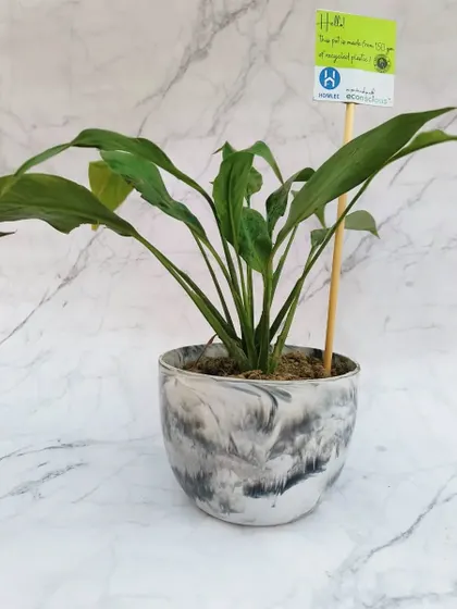 A peace lily finds its home in our grey marbled planter. We can customize branding and packaging for bulk orders, making these planters a perfect green corporate gift.