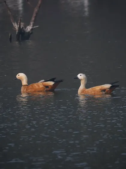 A pair of Ruddy Shelducks, or Brahminy Ducks, swimming in Uran, India. These migratory birds winter in the Indian subcontinent, breeding in southeastern Europe and central Asia.