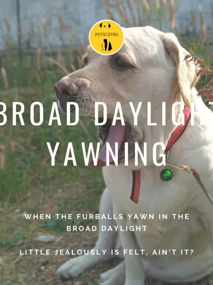 A yawn in the broad daylight means this Labrador is feeling relaxed and at ease. It's a great sign that he feels comfortable and safe here.