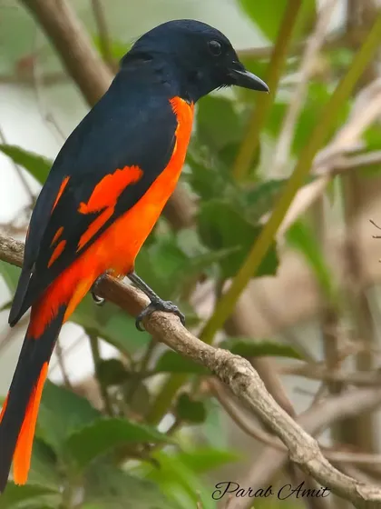 The Orange Minivet is a flash of color in the forest. The male, seen here, is a brilliant orange-red. They travel in flocks, and their high-pitched calls often announce their arrival.