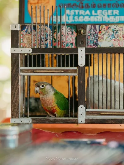 A fortune-telling parrot, a traditional and whimsical form of entertainment for guests. We love adding these unique, old-world charms to our events.