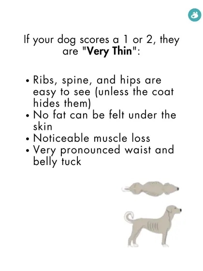 A score of 1 or 2 on the BCS chart indicates a dog is very thin. This slide details the specific signs to look for, such as visible ribs and spine, and a lack of body fat.
