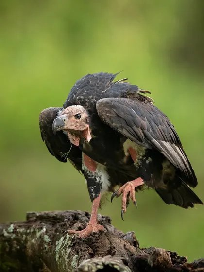 The vulture strikes a pose, showing off its impressive wingspan and powerful build.