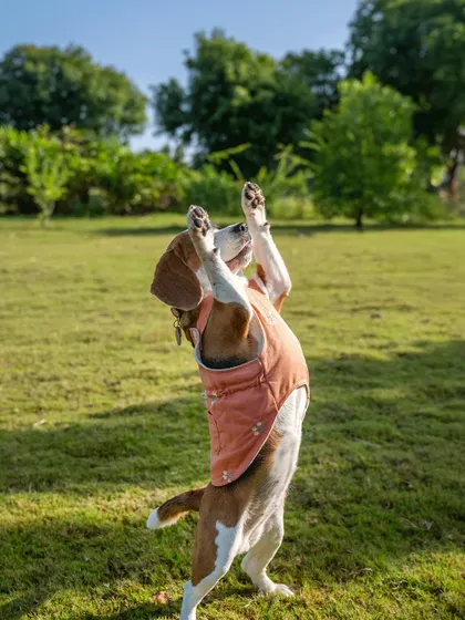 June the Beagle showing off her impressive jumping skills during her 5th birthday celebration. Action shots like this add a dynamic and playful element to any gallery.