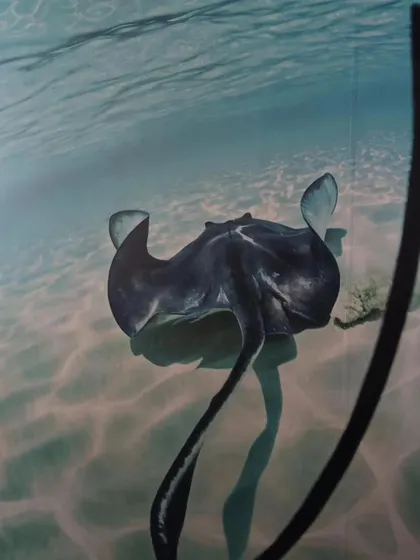 A close-up mural of a stingray gliding through the water. A very unique and captivating choice.