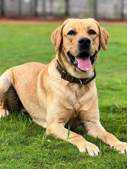 Dexter the Labrador, looking happy and healthy after his session. A clean dog is a comfortable dog.