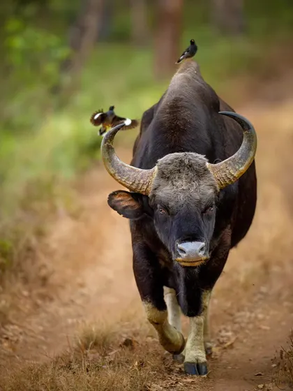 The sheer power and presence of a bull gaur from the BRT Tiger Reserve. This massive animal walking directly towards me, with mynas along for the ride, is a testament to the untamed strength you can feel in the forest.