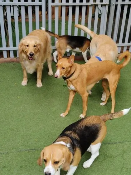 A group of friends sniffing and exploring together. This is how dogs socialize and get to know each other in a safe and controlled dog playgroup setting.